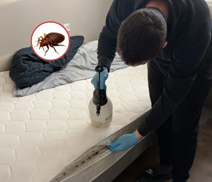 Technicien traitant un matelas contre les punaises de lit à Boissy-le-Châtel